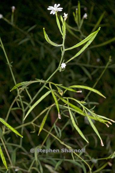 epilobium brachycarpum 1 graphic